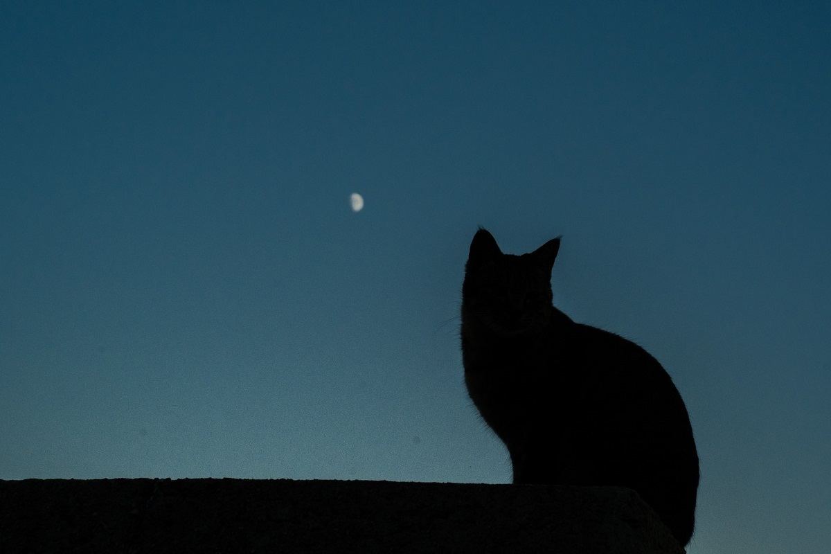 猫が月夜を舞う 猫の島で撮影した幻想的な写真がツイッターで話題に めちゃファンタジック 素敵な絵本を見ているよう 見とれてしまうね と感動の声 マイナビニュース