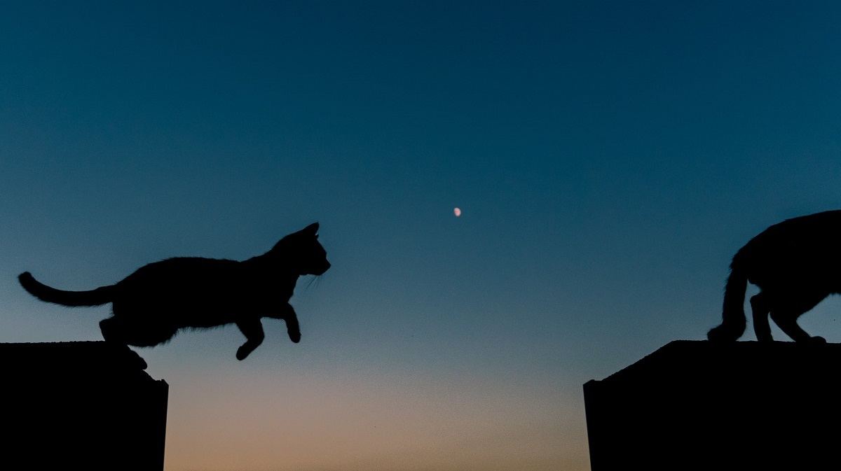 100以上 幻想的 綺麗 猫 と 月 イラスト Josspicturej6efd