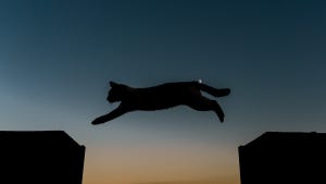 【猫が月夜を舞う!?】猫の島で撮影した幻想的な写真がツイッターで話題に -「めちゃファンタジック」「素敵な絵本を見ているよう」「見とれてしまうね」と感動の声
