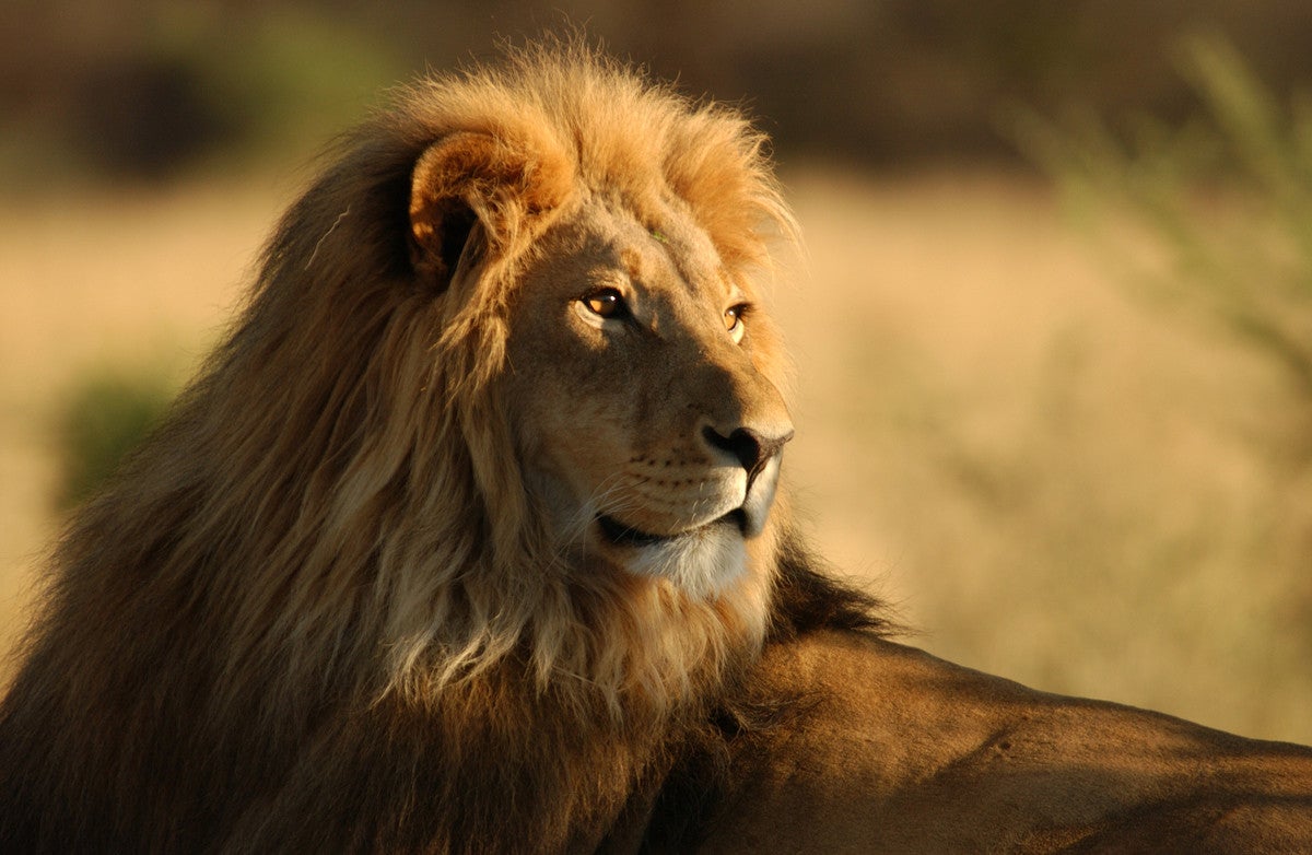 獅子奮迅の意味や類語を紹介 英語でlionは使うのか マイナビニュース