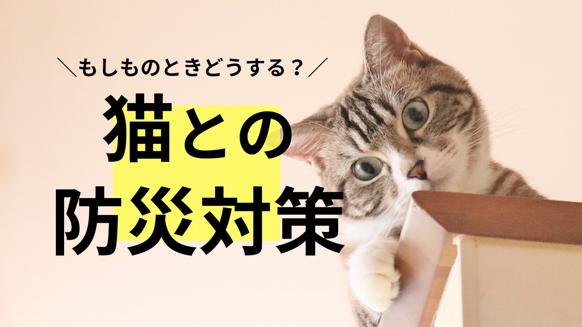 愛猫との避難 準備してる 獣医にゃんとす先生に聞く 災害への備え 1 マイナビニュース