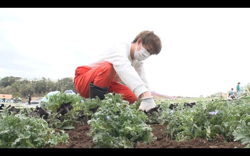 有岡大貴 東京ドイツ村で 体にくる 苗植え作業 満身創痍で挑む マイナビニュース