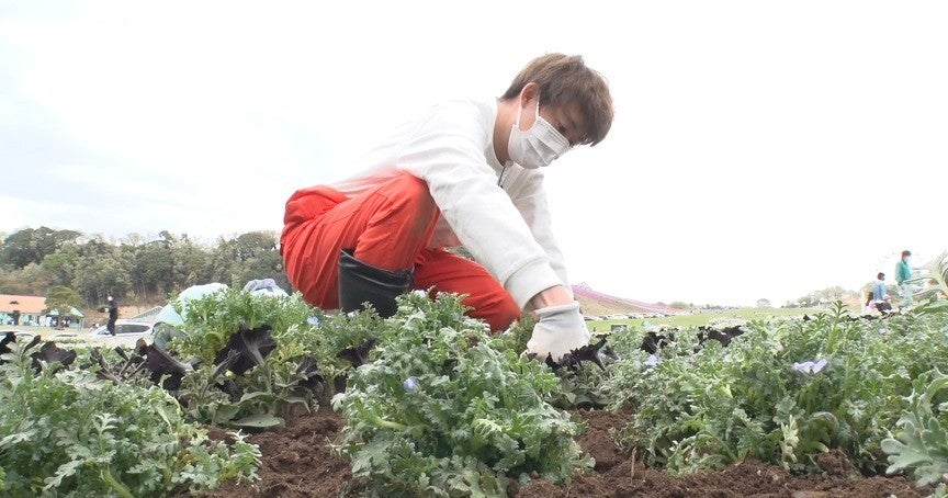 有岡大貴 東京ドイツ村で 体にくる 苗植え作業 満身創痍で挑む マイナビニュース