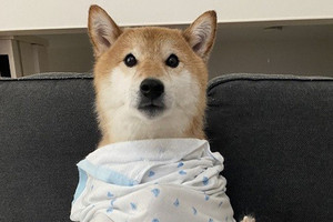 中に人間入ってる 飼い主がスプーンを取りに行った隙に 堂々と鎮座する柴犬の姿が めちゃめちゃ可愛い 修行僧みたい とツイッターで話題に マイナビニュース 中に人間入ってる 飼い主がスプーンを取りに行った隙に 堂々と鎮座する柴犬の姿が めちゃめちゃ可愛い 修行僧みたい とツイッターで話題に マイナビニュース