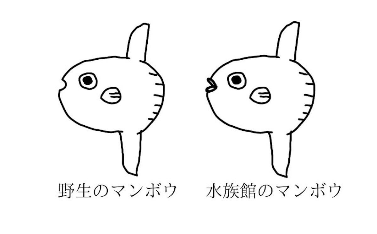 衝撃 野生のマンボウは たらこ唇 ではない 知らなかった 今年最大級のへぇ とツイッターで驚きの声続出 マイナビニュース