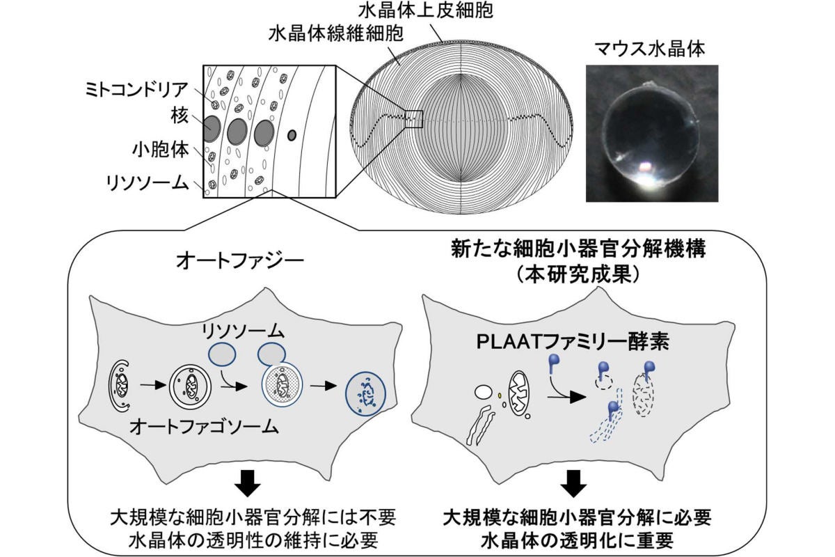 なぜ眼の水晶体は透明になるのか 東大がその仕組みを解明 Tech