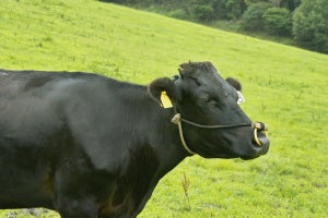 和牛と国産牛の違いとは? 定義やそれぞれの種類、輸入牛についても解説