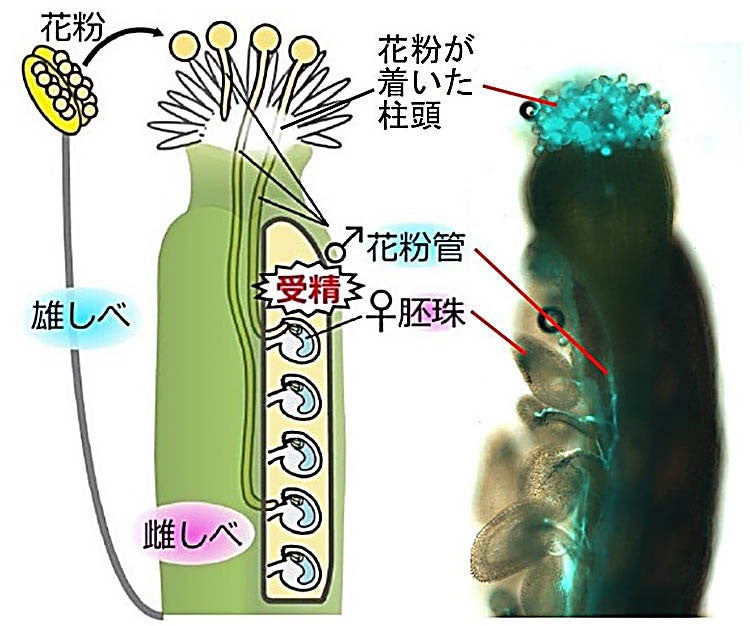 植物の花粉管 細胞核が先端部になくても胚珠に到達 Tech