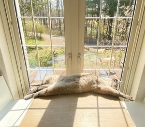 【早くこれになりたい】気持ちよさそうに日向ぼっこする猫。あまりにダイナミックな寝姿に「か、、かわいぃぃ～! 」「野生を忘れすぎとるwwwww」と10万いいね