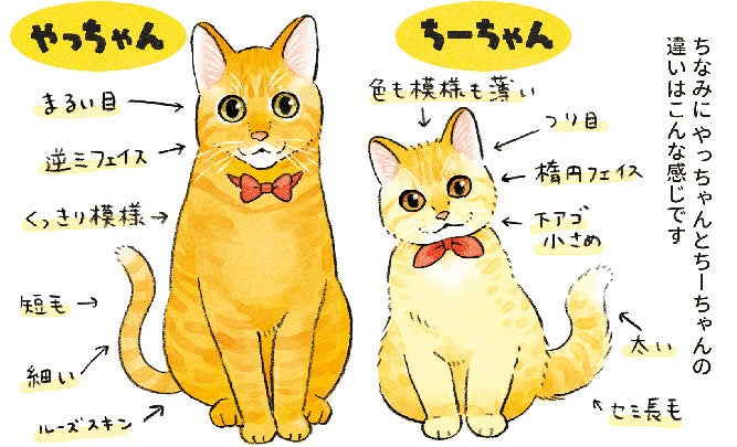 ワカルーッ 猫の顔が見分けられる でも気づいてしまった 猫がトラウマになりそうなこと マピオンニュース