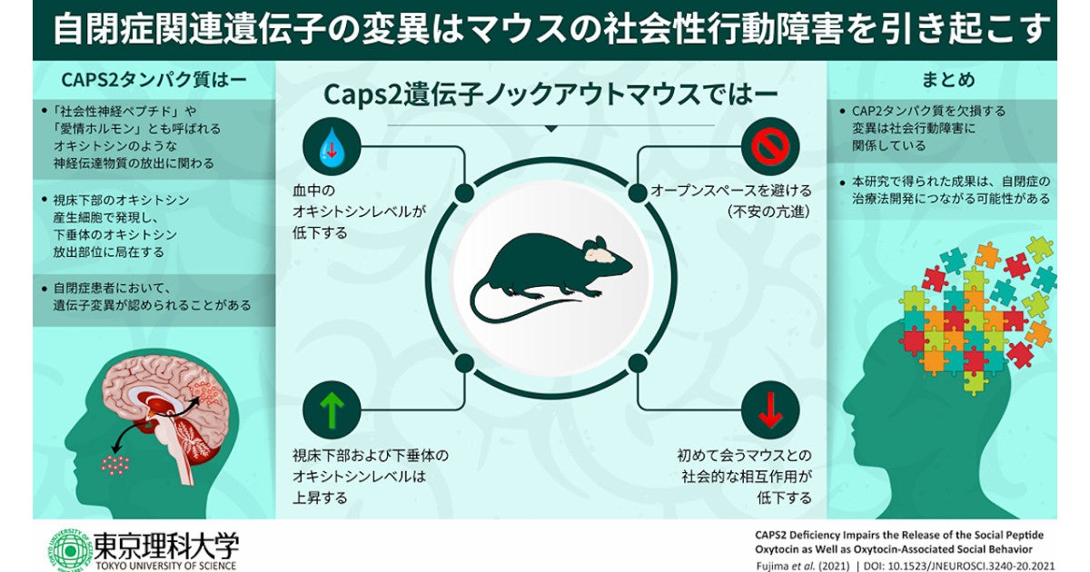 愛情ホルモン オキシトシン の分泌を制御するタンパク質を確認 理科大など Tech