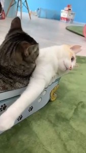 過度な愛情表現で猫が辿り着いた無の境地。「日曜日夜11時頃の俺やん」「こんなに『無』な猫は初めて見た」の声