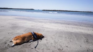 【その犬に何があったのか】砂浜で打ちひしがれる犬が、まるで打ち上げられたアザラシ!