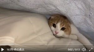 【猫のミルフィーユ】布団をめくるのが楽しくなる猫動画に「ほんとうに可愛い」「ダブルサンドですね」とツイッターメロメロ! - 海外からの反応も