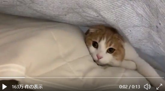 猫のミルフィーユ 布団をめくるのが楽しくなる猫動画に ほんとうに可愛い ダブルサンドですね とツイッターメロメロ 海外からの反応も マピオンニュース