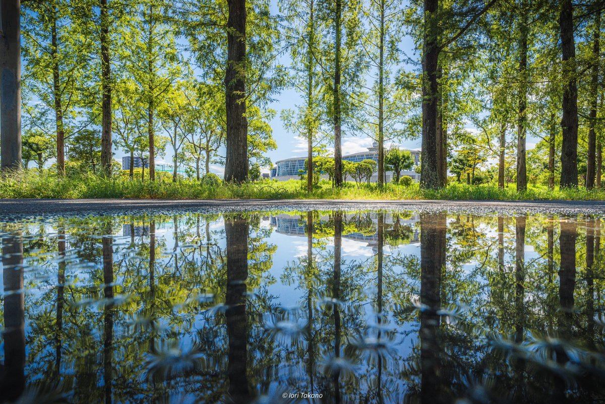 息をのむ美しさ 雨上がりに撮った絶景写真に 近所の公園がこんなに美しいなんて 水鏡の世界もまたキラキラですね と絶賛の声 マイナビニュース