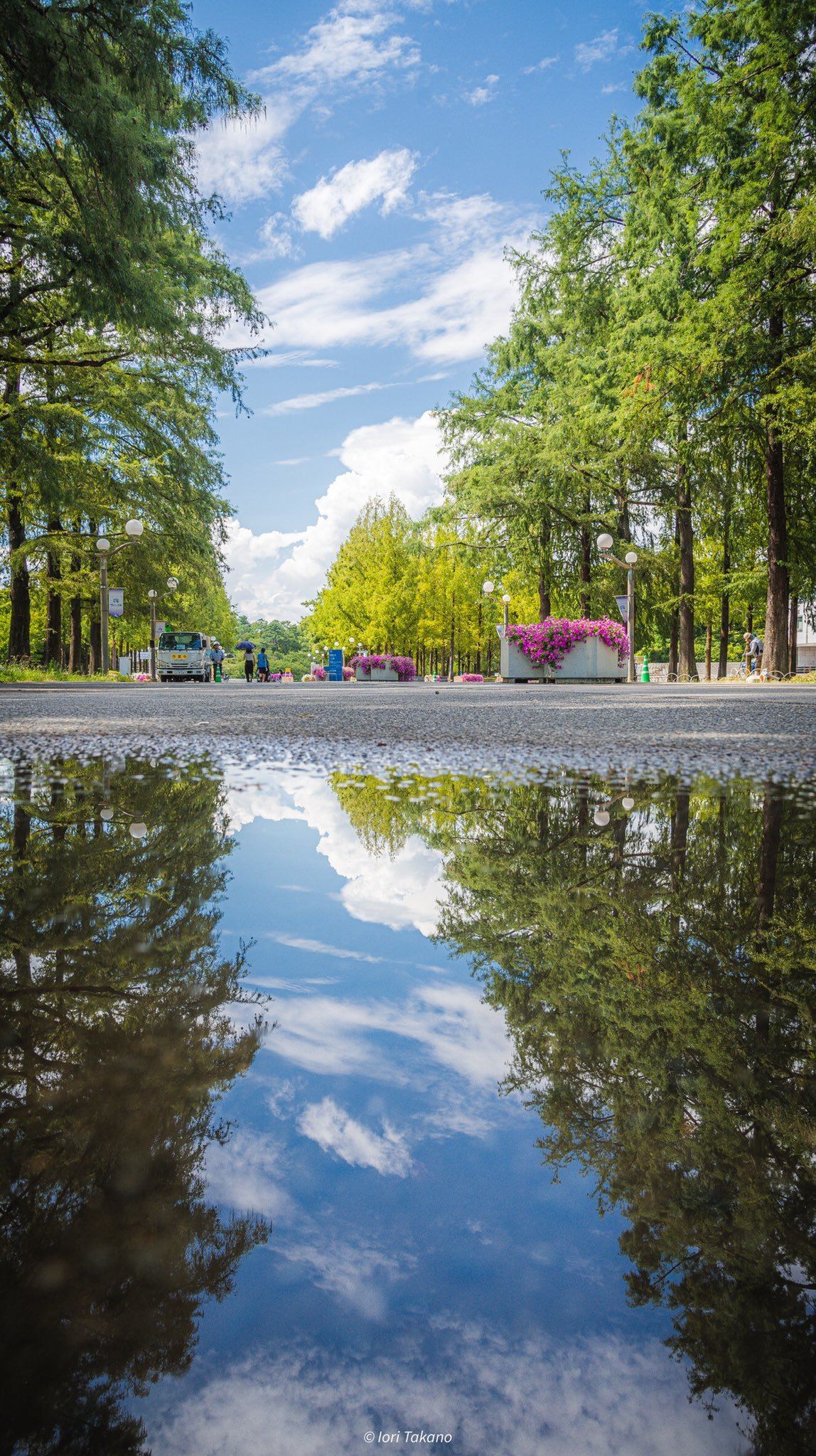 息をのむ美しさ】雨上がりに撮った絶景写真に「近所の公園がこんなに