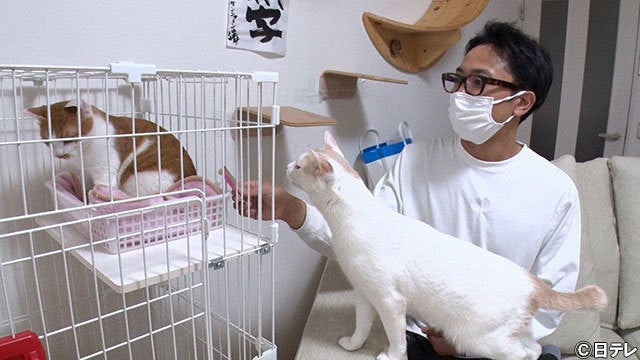 サンシャイン池崎の新入り猫 明日香 と先住猫との距離に変化 マイナビニュース