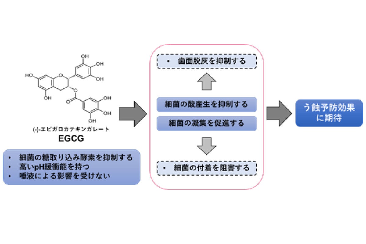 お茶に含まれるカテキンの1種がむし歯菌の活動を抑制する 東北大が確認 Tech