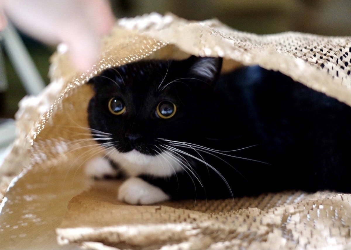 3】キラキラ輝くまんまるおめめ‼ 紙袋で遊ぶ猫ちゃんの表情に「ひと目 ...