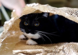 【:3】キラキラ輝くまんまるおめめ‼ 紙袋で遊ぶ猫ちゃんの表情に「ひと目で落ちました」の声 – 口元の模様も「かわいすぎます」と評判に