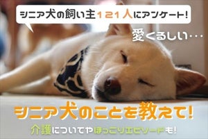 シニア犬の飼い主に聞いた、介護で大変だったことは?