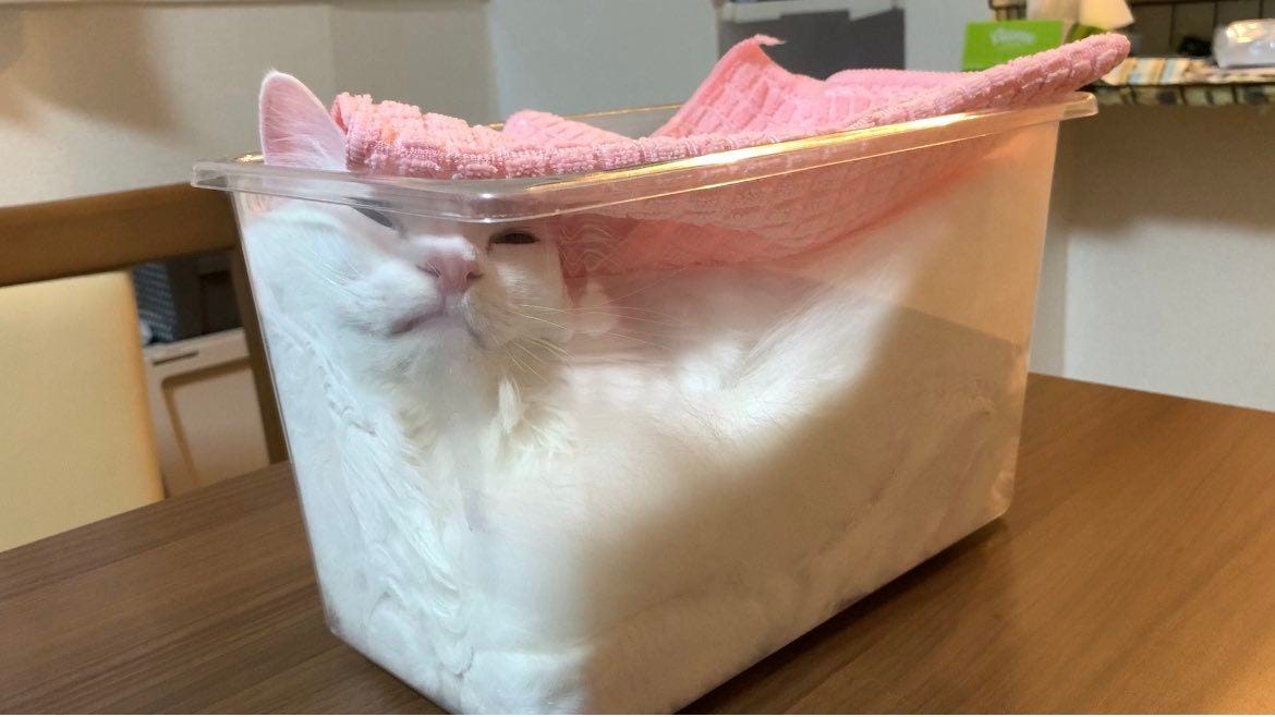 猫は液体 透明なケースにとろっとろの 白猫 やばい可愛すぎません 食べてしまいたい とツイッターで話題に ひとつ予約します という人も マイナビニュース