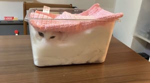 【猫は液体】透明なケースにとろっとろの…白猫? 「やばい可愛すぎません!? 」「食べてしまいたい」とツイッターで話題に -「ひとつ予約します」という人も