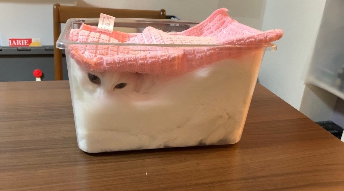 猫は液体 透明なケースにとろっとろの 白猫 やばい可愛すぎません 食べてしまいたい とツイッターで話題に ひとつ予約します という人も マイナビニュース