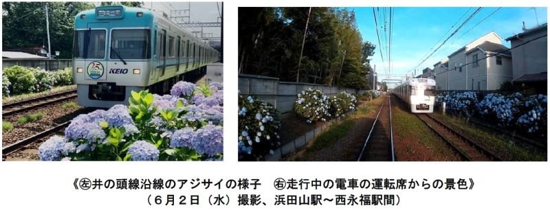 京王井の頭線沿線にあじさい 風景動画公開 運転台からの映像も マイナビニュース