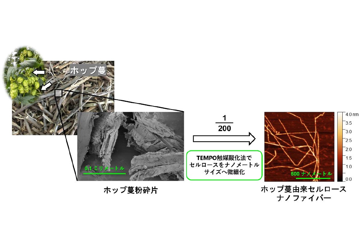 ホップ蔓からセルロースナノファイバーを分離 横浜国大などが成功 Tech