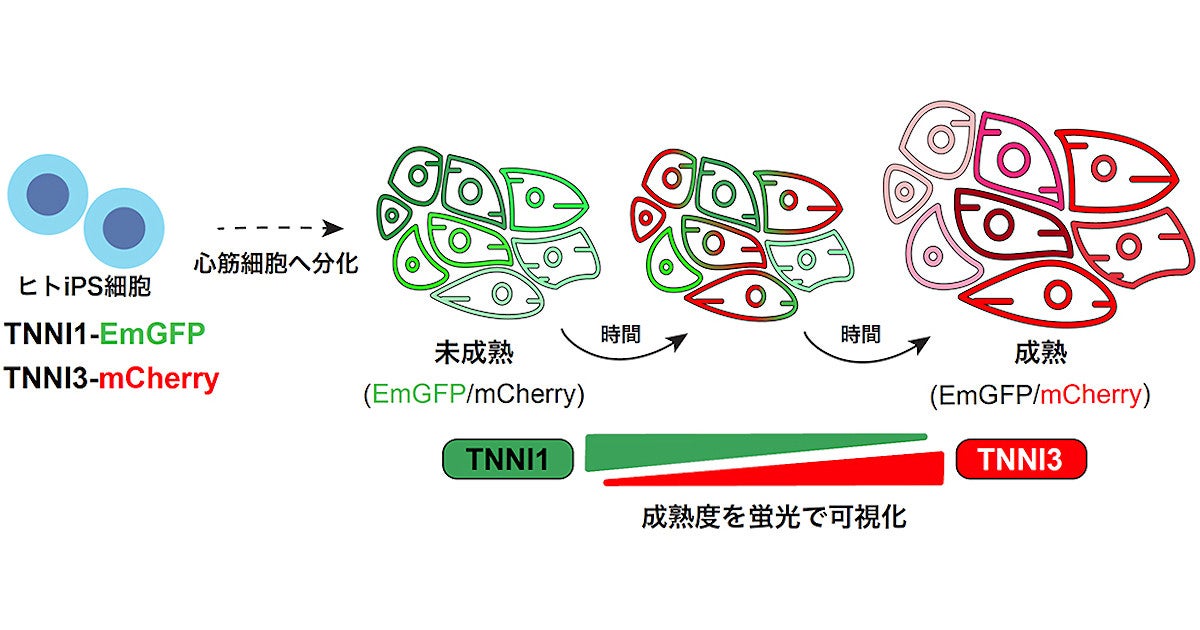 京大など ヒトips細胞由来心筋細胞を新生児レベルに成熟させることに成功 Tech