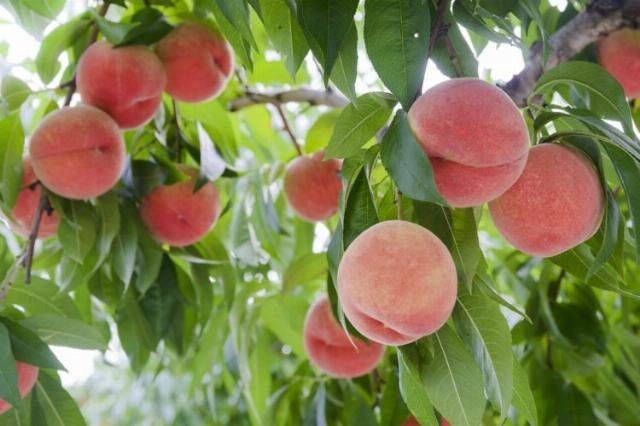 山形天童市の仲野観光果樹園 Fruits Cafe Rulaveへ果物狩りについてインタビュー マイナビニュース