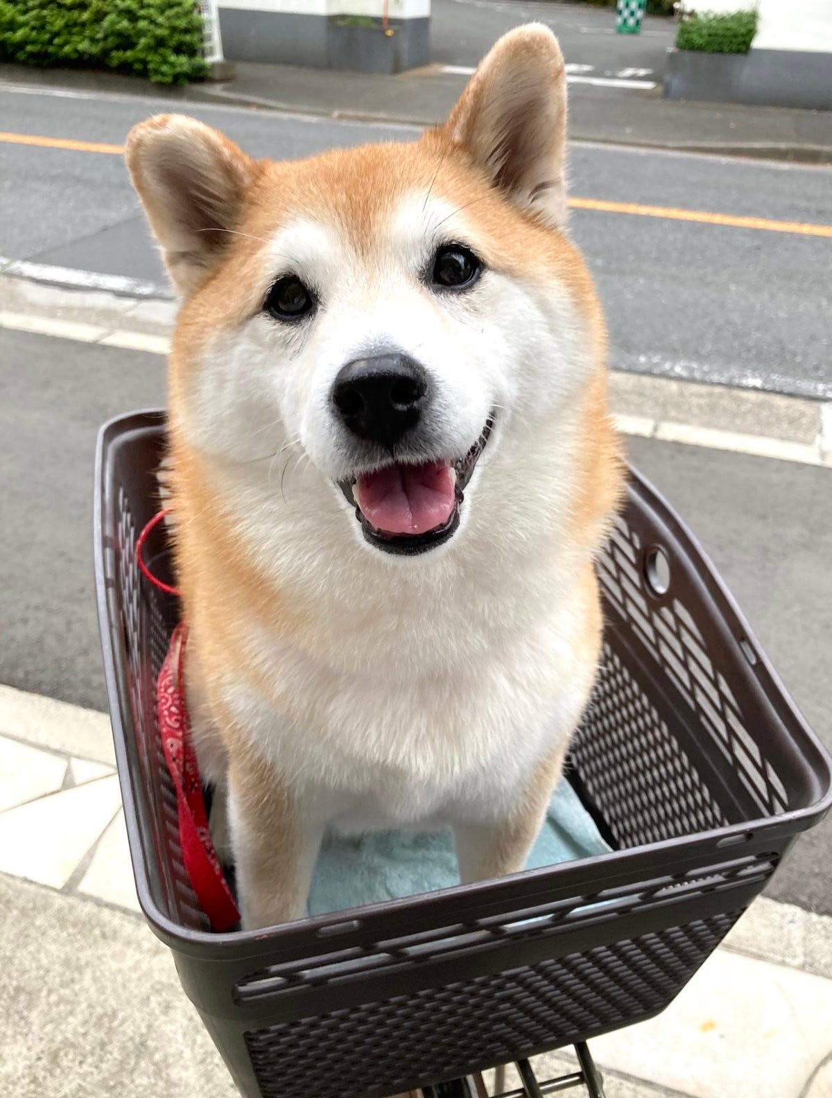 ショボン 公園に行けると思ったら まさかの展開に柴犬が 目 で猛抗議 不満が顔に出ていますね 大笑いした の声 マピオンニュース