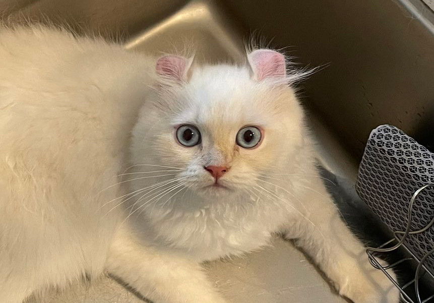 え? ダメにゃん?】〇〇〇に入っちゃう猫の表情に「演技派」「じわる