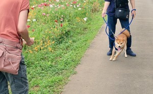 すご犬 街で見かけた衝撃の散歩シーンを描いた漫画に世界中から大反響 超賢い 散歩してるのか してあげてるのか マイナビニュース