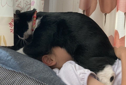 クセ強すぎ】「起きてニャン」独特のスタイルで女の子を起こす猫が話題