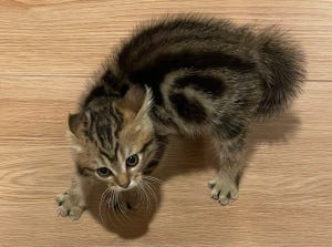 【誰だっ!?】帰宅した飼い主に激おこ!? 子猫が警戒する理由とは? - 「超かわいい」「あのモンスターに似てる」