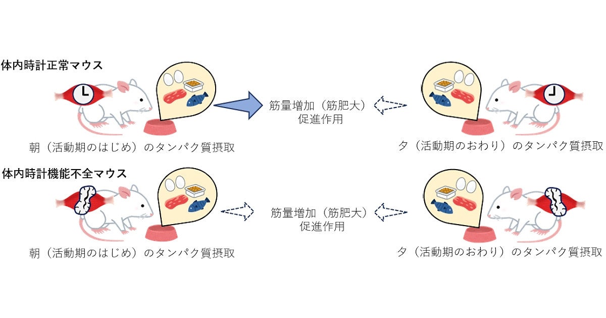 朝食でのタンパク質摂取が筋肉量の増加に効果的、早大が確認