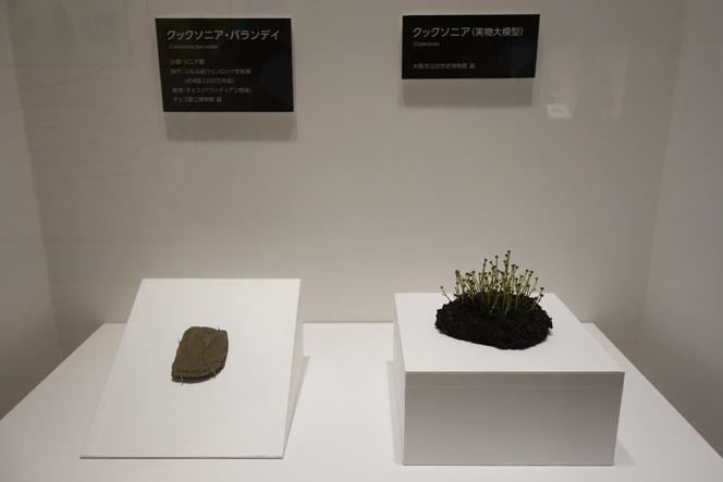 上野 科博で意外とアクティブな植物の魅力が知れる特別展 植物 が開催 Tech