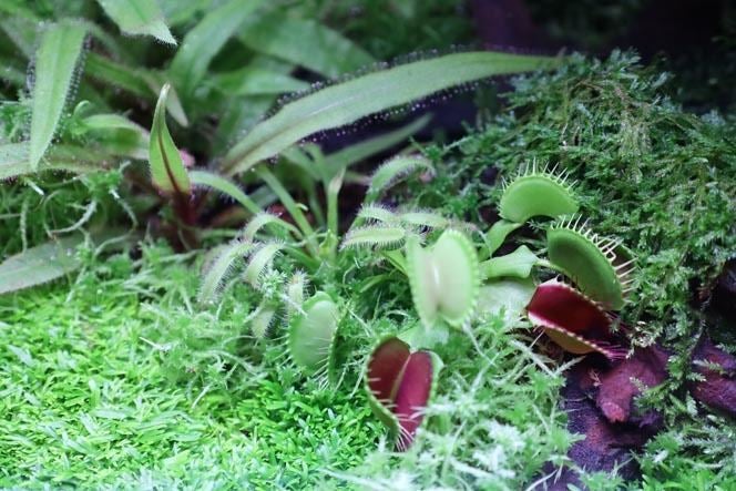 上野 科博で意外とアクティブな植物の魅力が知れる特別展 植物 が開催 Tech