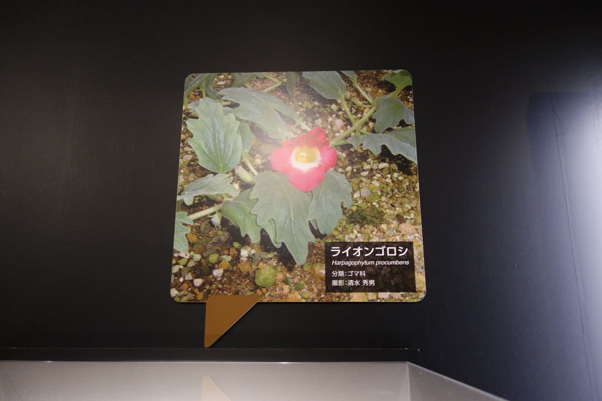 上野 科博で意外とアクティブな植物の魅力が知れる特別展 植物 が開催 Tech