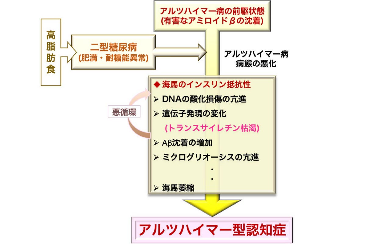 糖尿病がアルツハイマー病を悪化させることを九大が確認 Tech