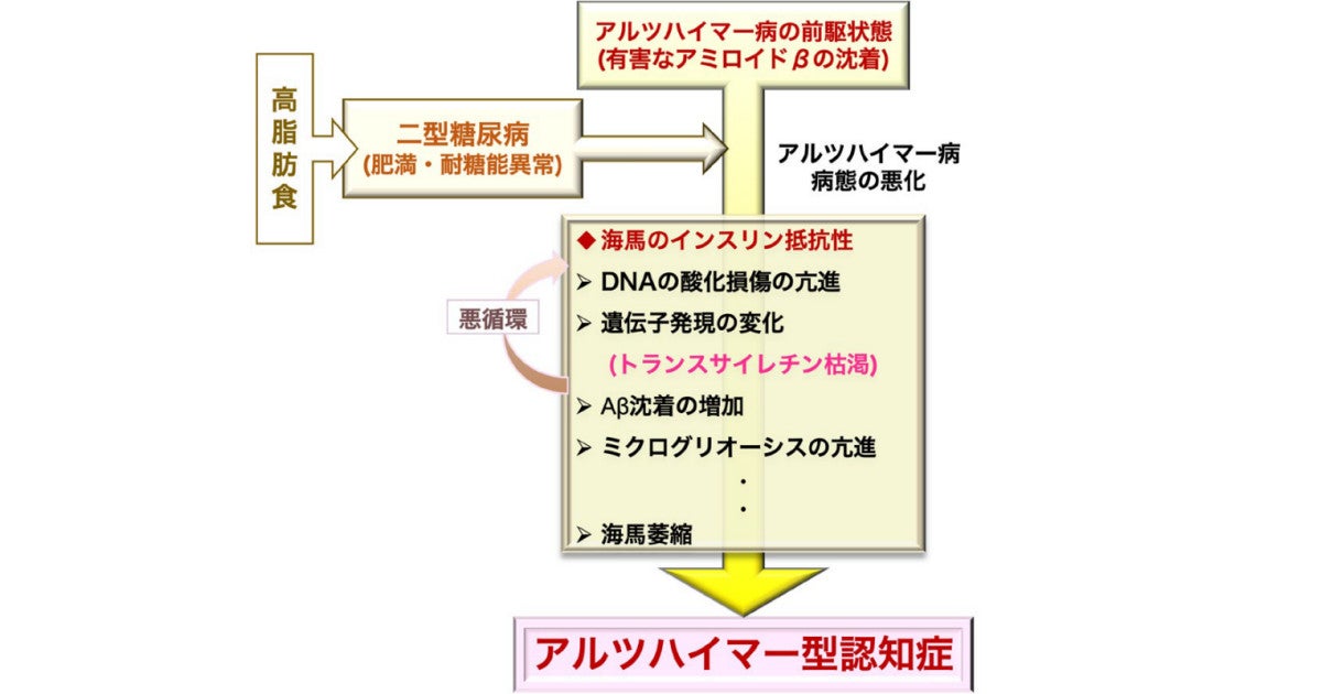 糖尿病がアルツハイマー病を悪化させることを九大が確認 Tech