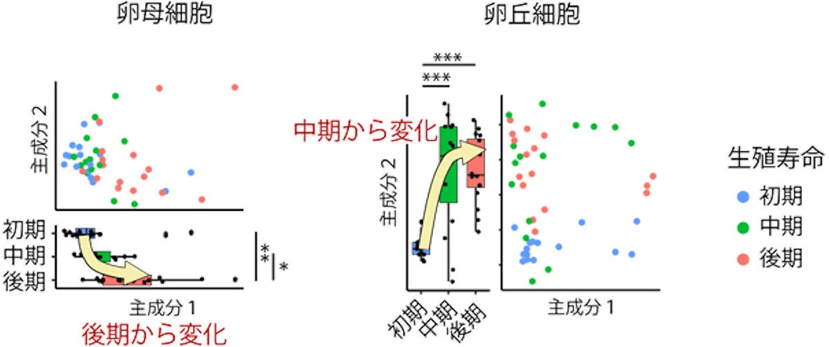 卵子の老化は食事制限で抑制できる可能性がある 理研がマウスで確認 Tech