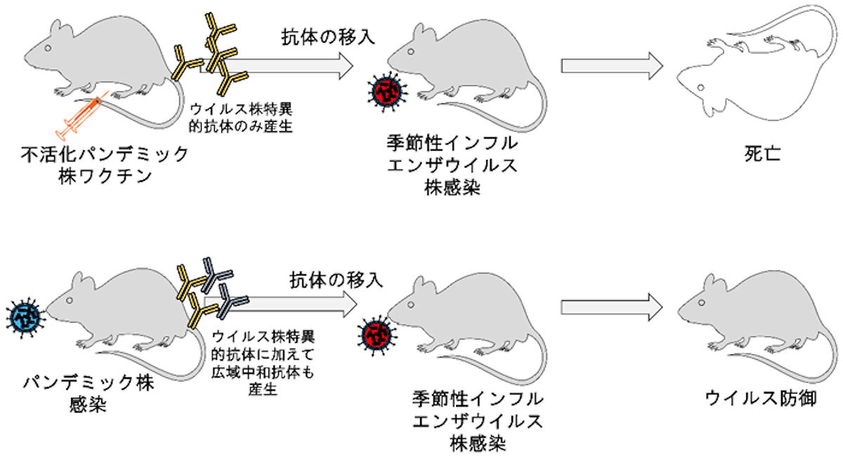 インフルエンザウイルス