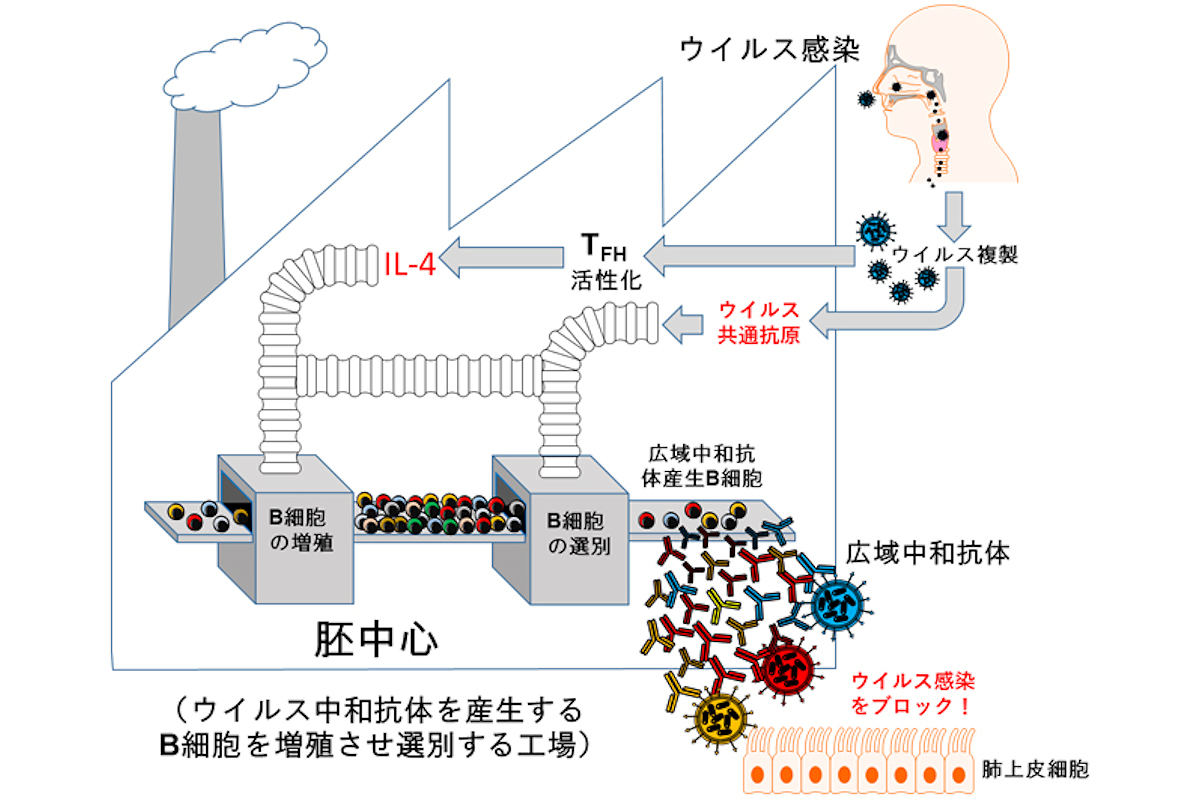 インフルエンザウイルス