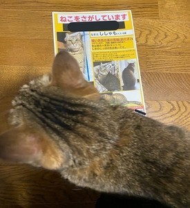 飼い主とはu2026】ずぶ濡れ泥まみれで帰宅した飼い主を威嚇する猫。ある 