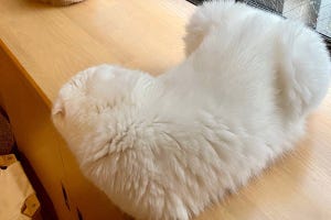 【ね…こ?】謎の直角生物出現!? ツイッターに投稿されたある猫の姿に「新しいLEGOブロックだな」「低反発枕かと思った」の声