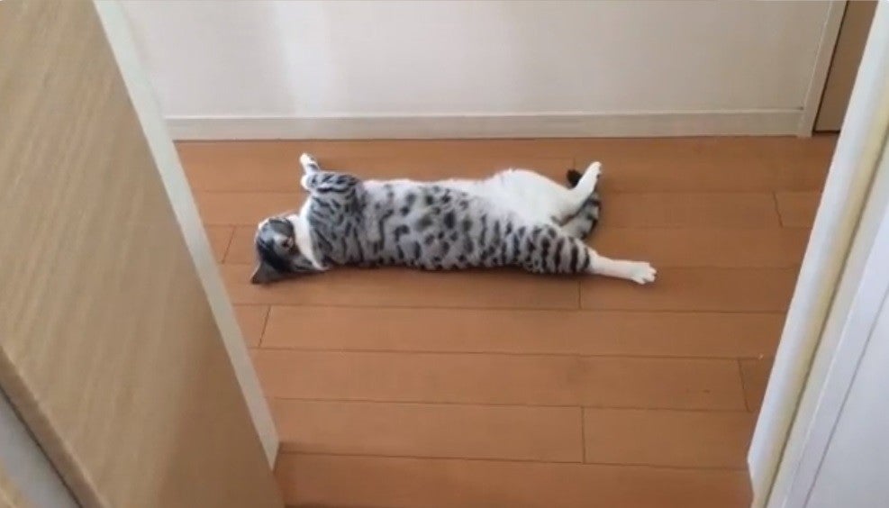 夏の風物詩 猫が落ちてる ってどういう事 ツイッターに投稿された動画に あるあるすぎるww 良い落ちっぷり ウチもよく落ちてます笑笑 と大反響 マピオンニュース